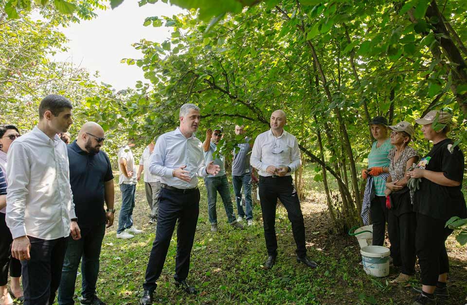 ოთარ შამუგია - თხილი ჩვენი ქვეყნისთვის ერთ-ერთი სტრატეგიული კულტურაა, მაღალი ხარისხის პროდუქცია კონკ